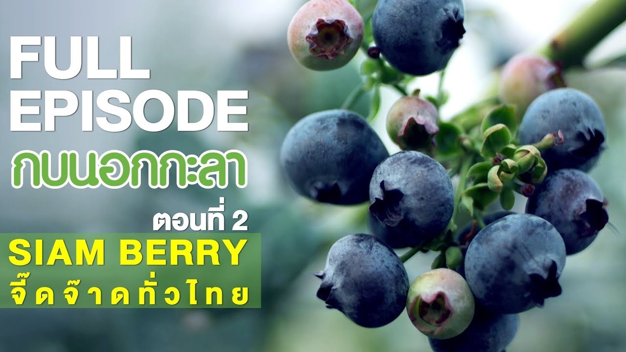 กบนอกกะลา : SIAM BERRY จี๊ดจ๊าดทั่วไทย (2) | FULL (22 ก.พ.61)