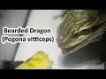 Bearded Dragon (Pogona vitticeps)