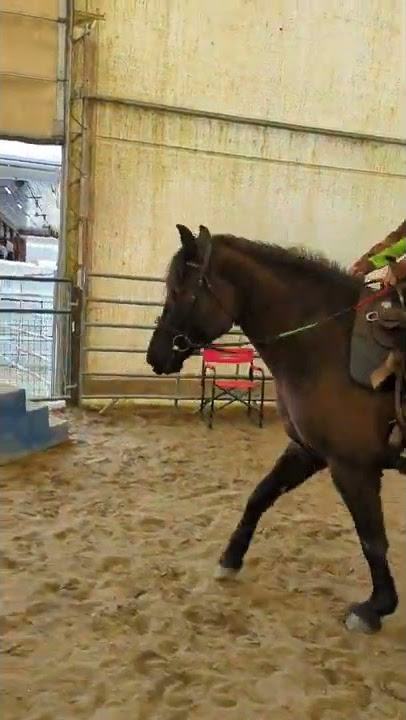 Cute Baby Fee -#Canadianhorse, #horseshort