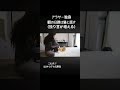 猫のおかげで今を生きてる。（ガチ）#猫のいる暮らし #猫 #アラサー