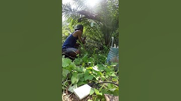 Harvesting cassava part 747 #shorts #farming #cassava #nature  #cassavaroots #cassavafarming