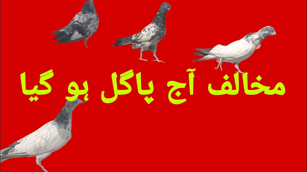 مخالف آج بچوں کے پیچھے پاگل ہو گئے 😱😂