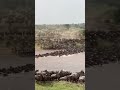 The Wildebeest migration.