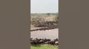 The Wildebeest migration.