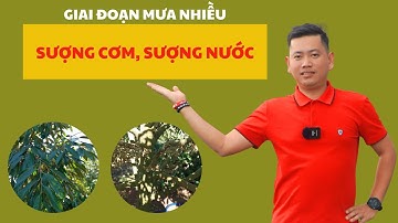 Sượng Cơm, Sượng Nước Giai Đoạn Mưa Nhiều | Nông Nghiệp Tây Nguyên TKA