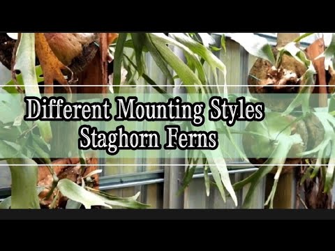 Video: Staghorn Farn Spore Propagation - Wachsende Sporen von Staghorn Farn Pflanzen