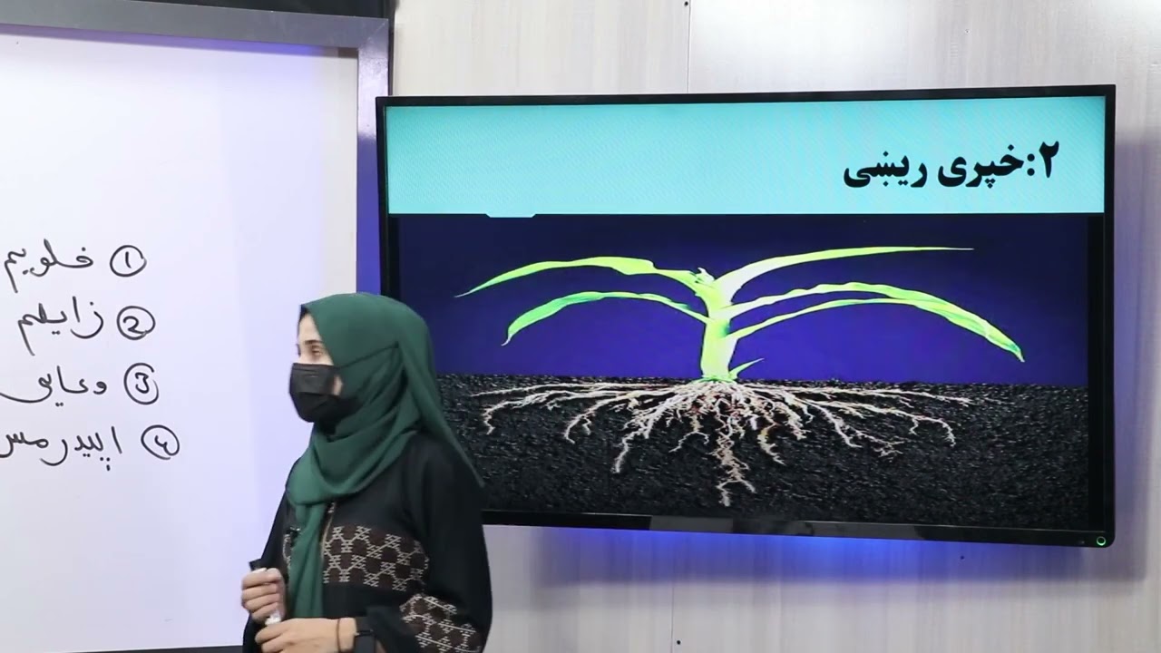 56 دولسم ټولګی  د بیولوژی مضمون د ریښې ډولونه د ریښی فشار