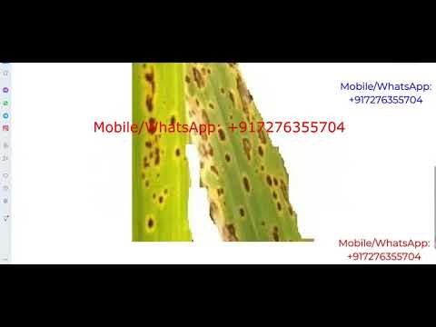 Rice Plant Disease Detection Using Image Processing Python Project With Source Code Rice LeafDisease