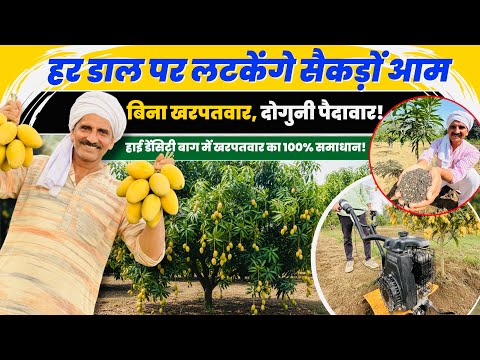 आम के बाग में खरपतवार का 100% समाधान! 💥High Density Mango Farming: बिन झंझट, बाग साफ! 🌳🥭