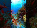 Морские обитатели | Подводный мир #море #океан #морскиеживотные