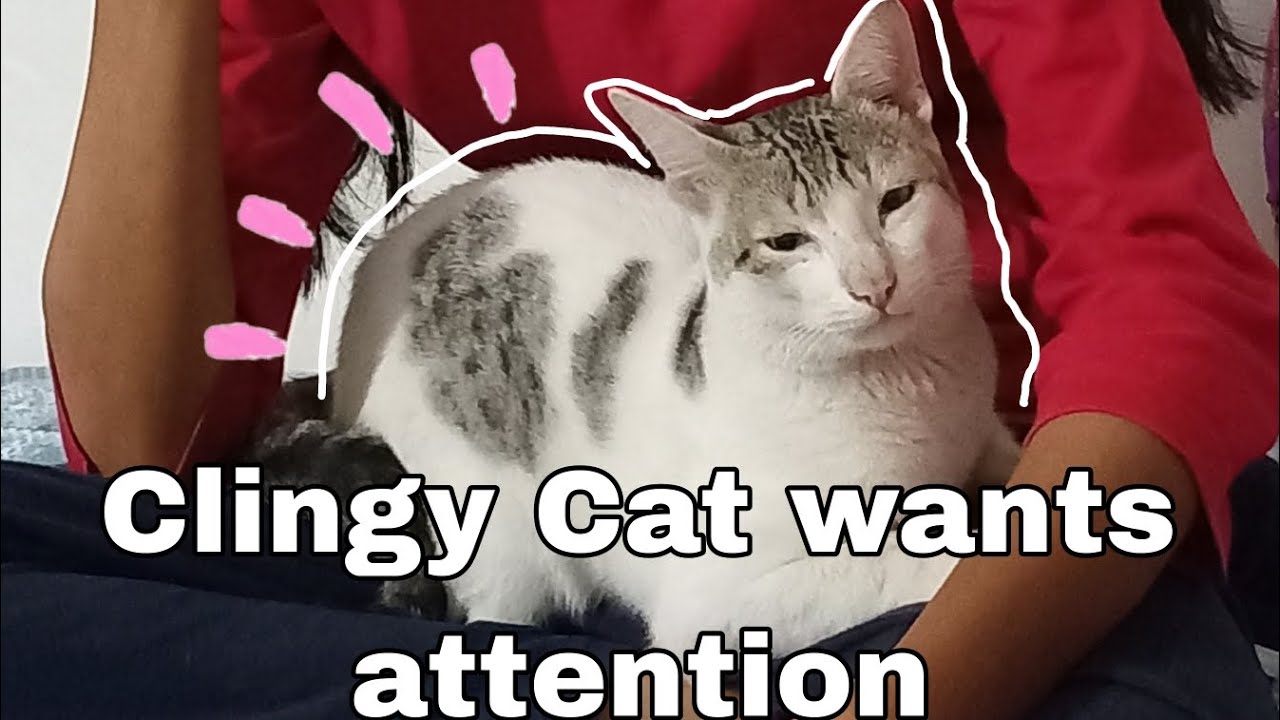 Clingy Cat wants attention 🤦🏻‍♀️