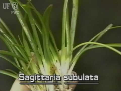 карликовый наконечник стрелы / остроконечный наконечник стрелы (Sagittaria subulata)