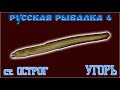 РР4 СТАРЫЙ ОСТРОГ УГОРЬ / РУССКАЯ РЫБАЛКА 4 СТАРЫЙ ОСТРОГ УГОРЬ / RUSSIAN FISHING 4 OLD BURG EEL