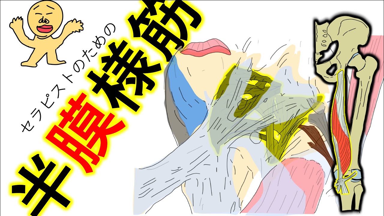 半膜様筋の機能解剖