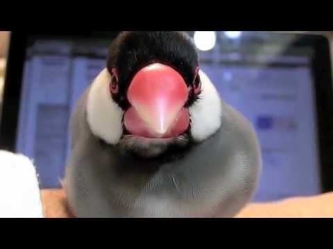 文鳥動画 Java sparrow 桜文鳥 白文鳥とにらめっこ！