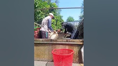 Vlogs 127 Bồi cá - Hồ câu Thái Dương 0933110009 KP Tân Ba, P. Thái Hòa, Tân Uyên, Bình Dương