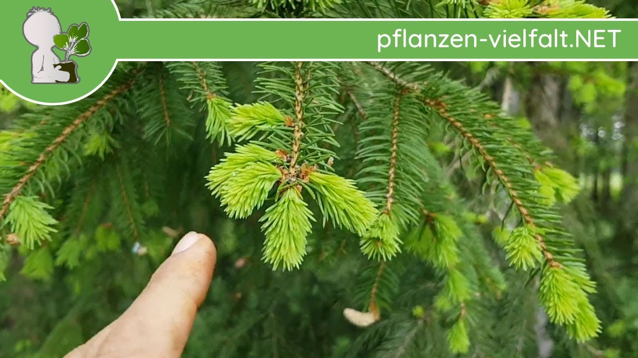 Gemeine Fichte - frische Triebe/Nadeln - 24.04.18 (Picea abies ...