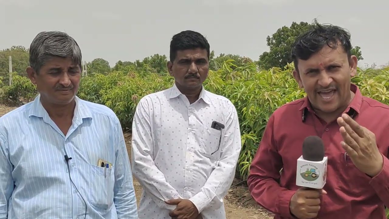 4 લાખથી પણ વધારે આંબાની કલમો ધરાવતી નર્સરીની  મુલાકાત || आम की कटाई||Mango cuttings.