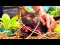 初めて子猫と野菜作りに挑戦した結果。。