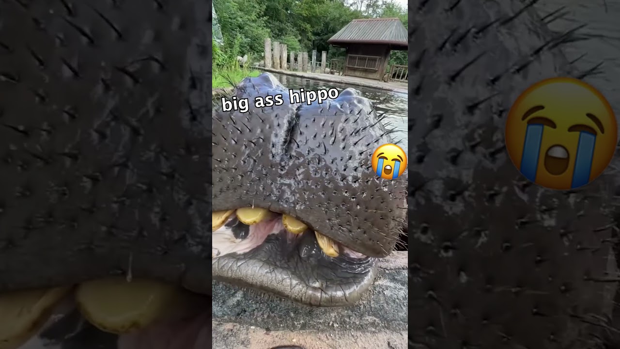 HIPPO EATING PUMPKIN