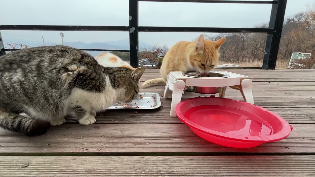 엄마 고양이 없이도 씩씩하게 크고 있는 5형제 냥이들