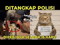 DUH NASIBMU CING..!! Kucing Pun Terlibat Dalam Kejadian Aneh Ini