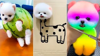 Cute Pomeranian Puppies Doing Funny Things 2024 🐶 Cute and Funny Dogs 😅 Box Studios