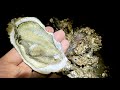 都会で育った野生の牡蠣を食べてみると...