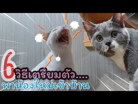 เอาแมวใหม่เข้าบ้าน... โดนแมวเก่าปะท้วง‼️วิธีรับมือยังไงบ้าง?? | ใครเคยเจอแบบนี้