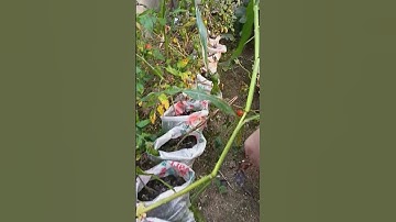 Panen Tomat lagi Part 4 #perkebunan #garden #panen #tomat