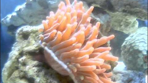 Rose Bubble-Tip Anemone