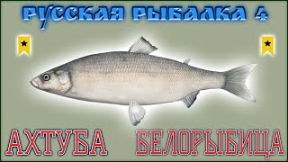 РР4 АХТУБА БЕЛОРЫБИЦА / РУССКАЯ РЫБАЛКА 4 АХТУБА БЕЛОРЫБИЦА / RUSSIAN FISHING 4