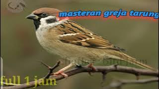 masteran greja tarung full 1 jam #kicaumania