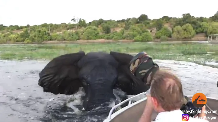 WATCH: Wading elephant charges and hits safari boat