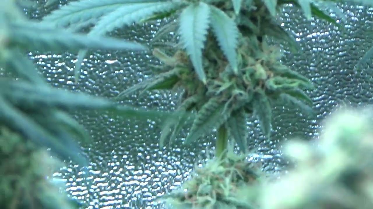 Weed Grow Tagebuch - Blühte Woche 7 - Video 10