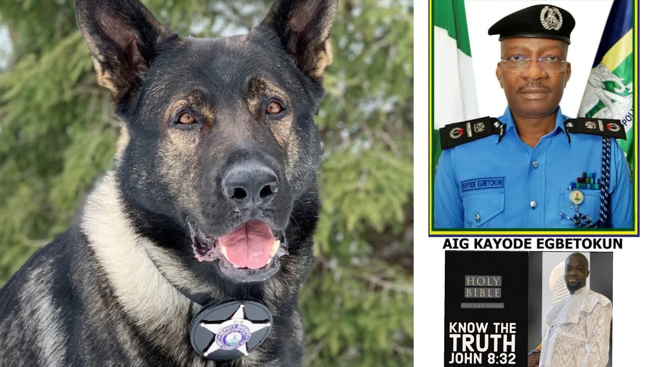 K-9 DAX(A DOG), IS BETTER THAN THE WHOLE NIGERIA POLICE FORCE|share & comment 