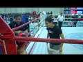 Ring 6 Friday Turkish Open 2024