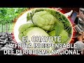 El Chayote - la fruta indispensable del periodismo nacional