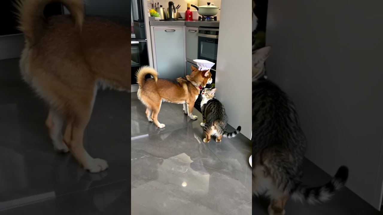 silly dog and cat cooking. 