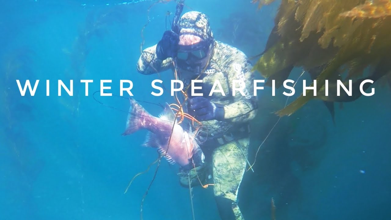 Winter Spearfishing With A Shark! 