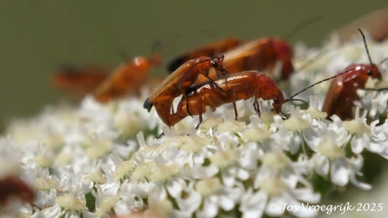 Rhagonycha fulva, Kleine rode weekschildkever, Sarsvennen en de banen