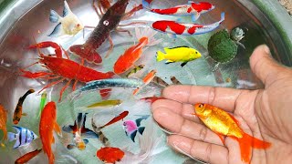 Find Colorful Ornamental fish, Goldfish betta fish, Catfish, lobster, koi fish, animals Videos