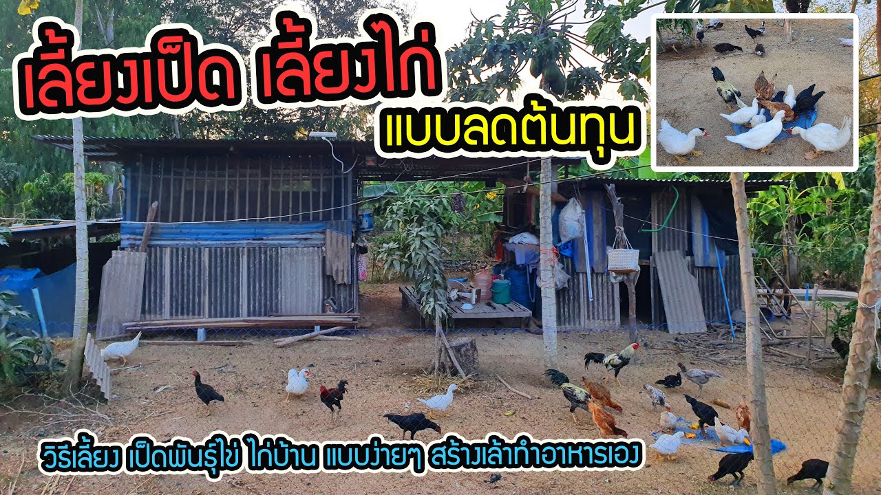 เลี้ยง เป็ด เลี้ยง ไก่ แบบลดต้นทุน I วิธีเลี้ยง เป็ดพันธุ์ไข่ ไก่บ้าน แบบง่ายๆ สร้างเล้าทำอาหารเอง