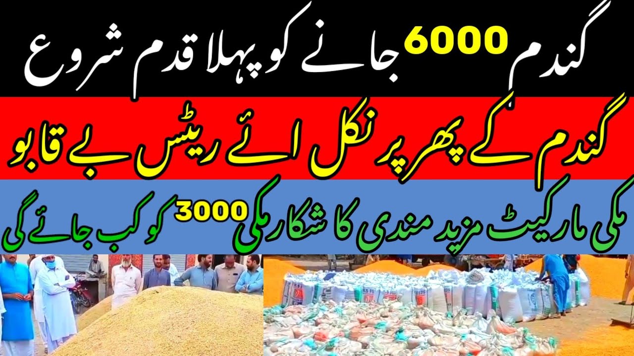 Wheat price in Punjab|Today Gundam & Makki rates all Galla mandi 2023 ...