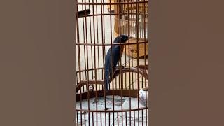 Murai buluh Malaysia