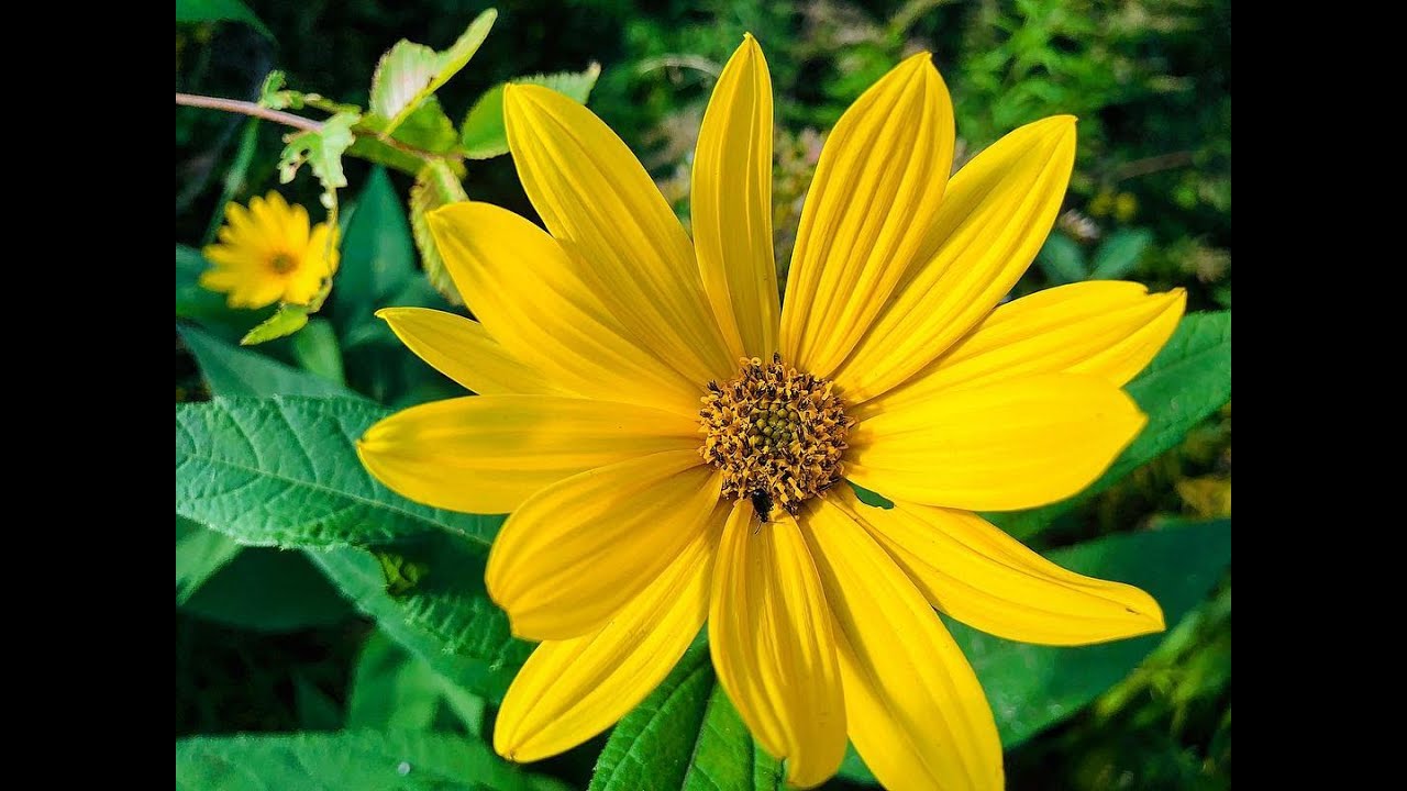 Black Female Photographer In Toronto | Book Today