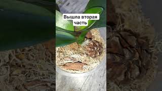 Снова Зачищаем Корни От Плесени