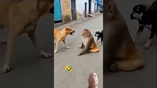 Dog and monkey fight #dog #shorts