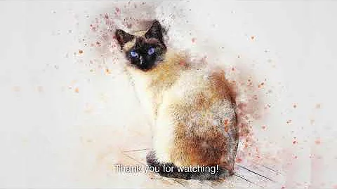 Video 2221901: siamese cat breed, popular breed