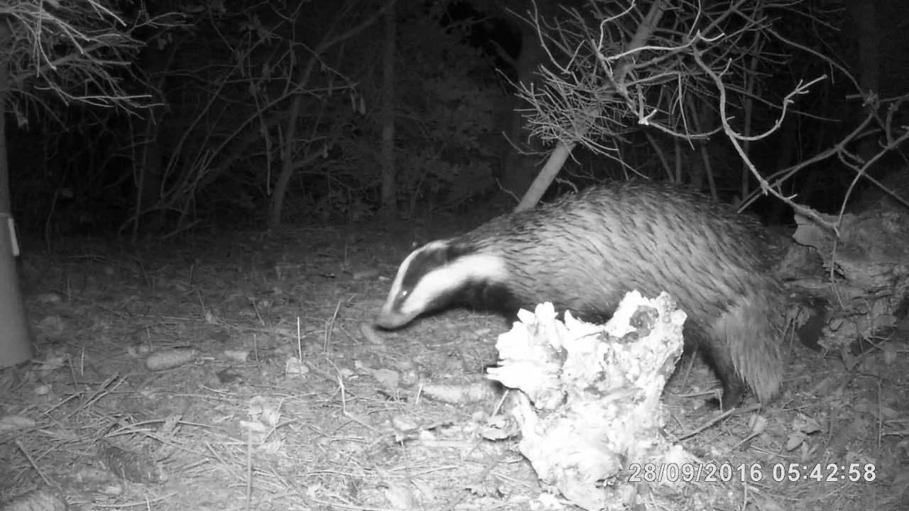 Vildtkamara / Trailcamara / Wildkamera  2016